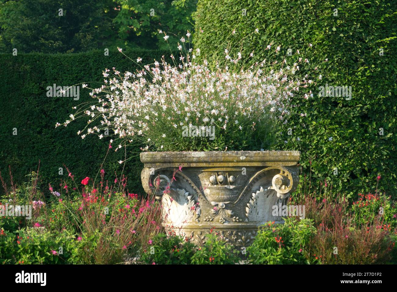 Gaura lindheimeri Stock Photo