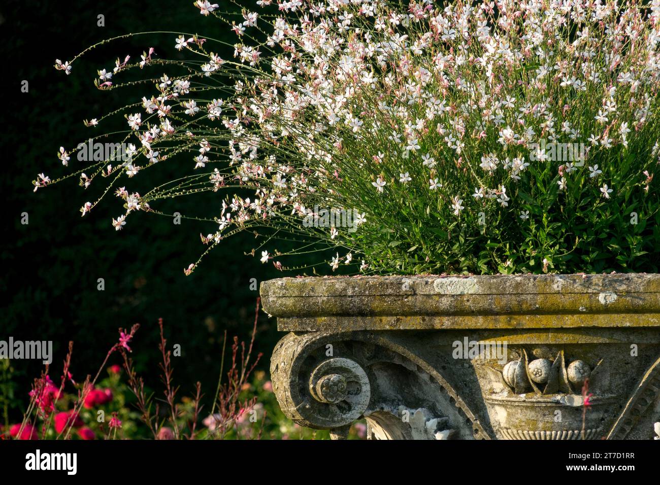 Gaura lindheimeri Stock Photo