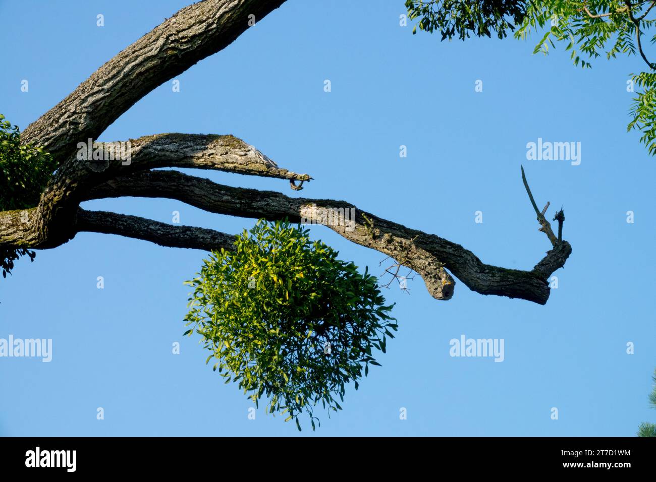 Mistletoe, Viscum Mistletoe, Viscum album, Tree, Branch Stock Photo