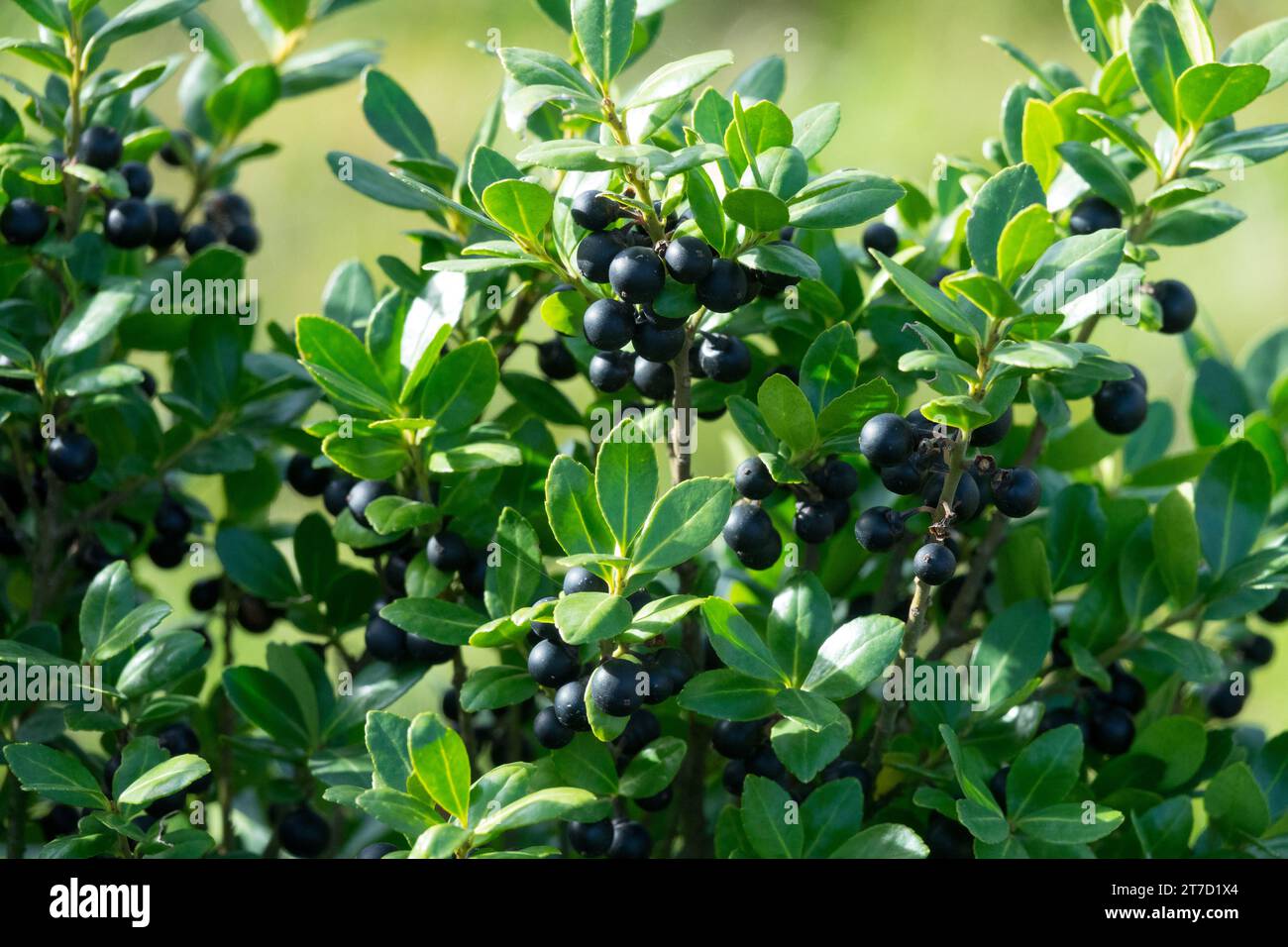 Japanese Holly, Berries, Ilex crenata 'Carolina Upright' Stock Photo