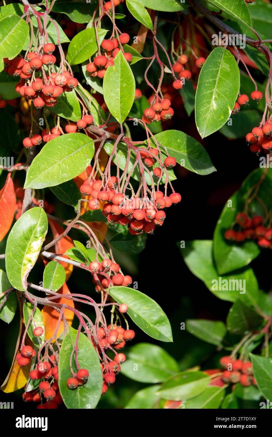 Berries, Branch, Chinese Photinia, Stranvaesia davidiana Stock Photo