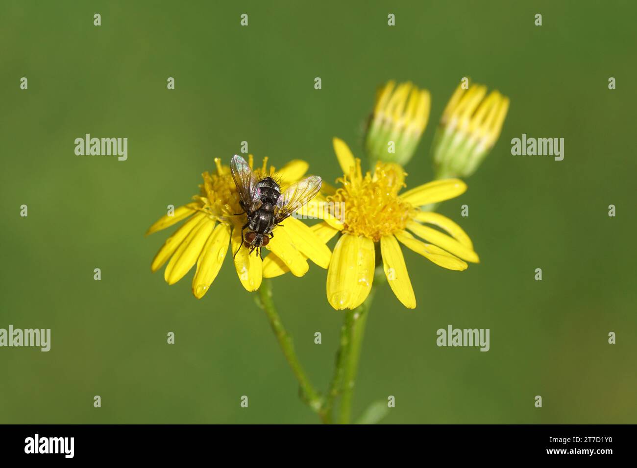 Closeup Tachinid fly Nemorilla floralis on flowers of ragwort (Senecio ...