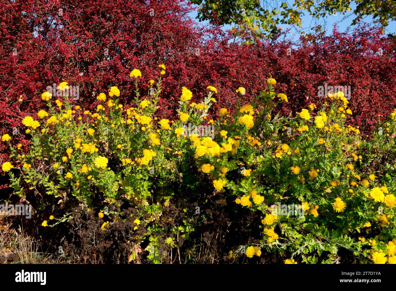 Red Yellow, mums, Japanese Barberry, Berberis thunbergii 'Rose Glow', shrub, Border, Barberry Stock Photo