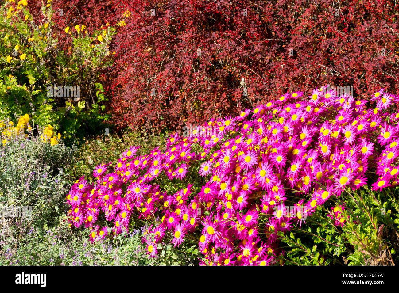 Pink, Chrysanthemum, Autumn, Barberry, Border, Berberis thunbergii, Japanese Barberry, Edge, Garden, Berberis 'Rose Glow' Stock Photo