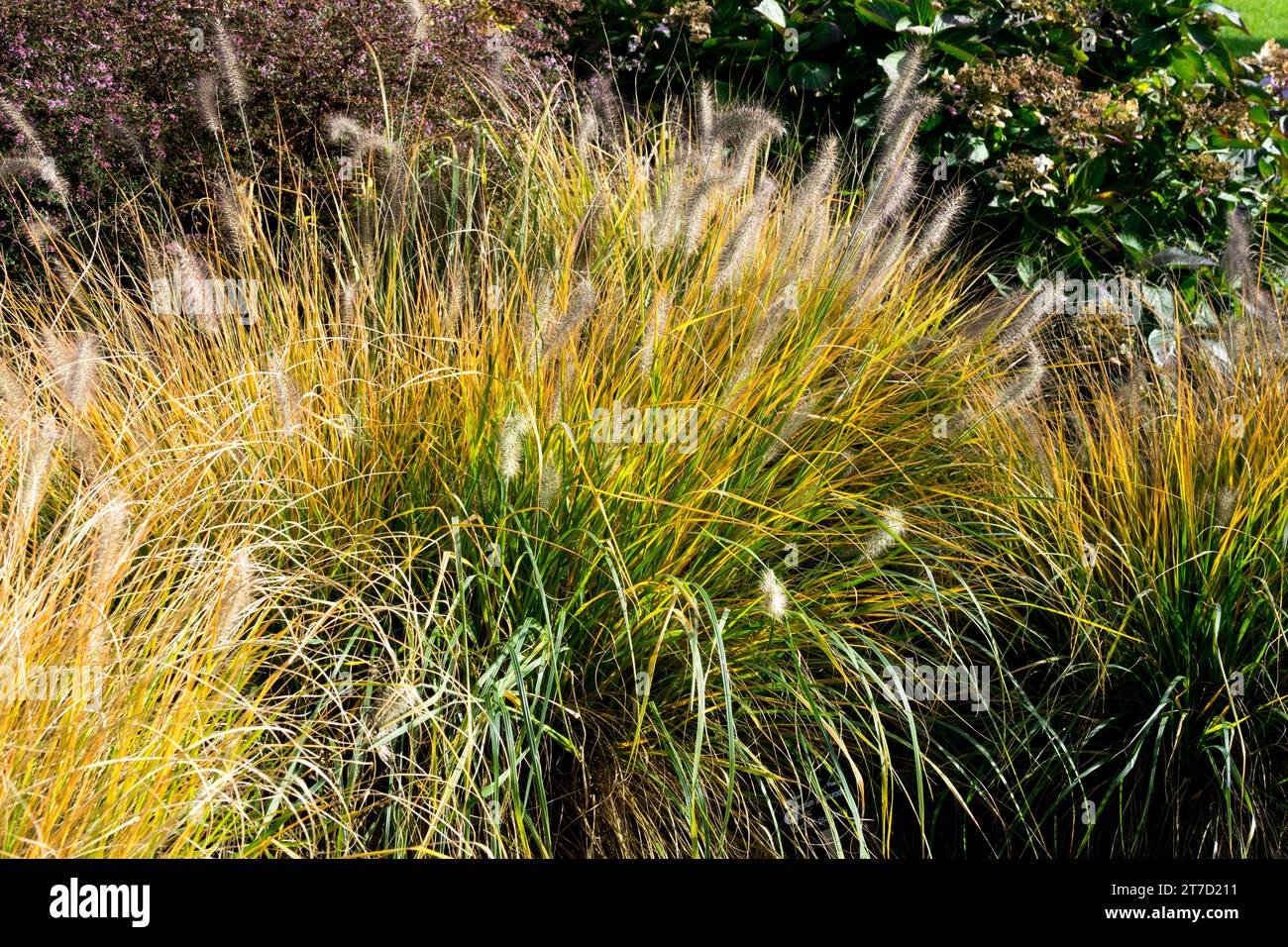 Hardy, Feathertop Fountain Grass, Pennisetum alopecuroides 'Magic' Stock Photo