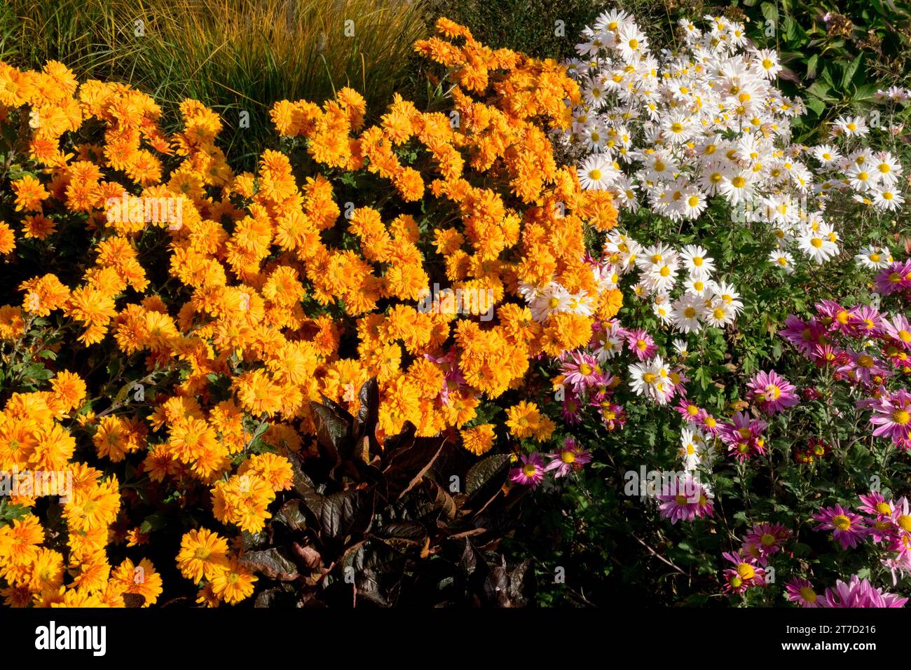 Autumn, Blooming, Flowers in colorful, Border, White, Orange, Mum, Edging, Garden Stock Photo