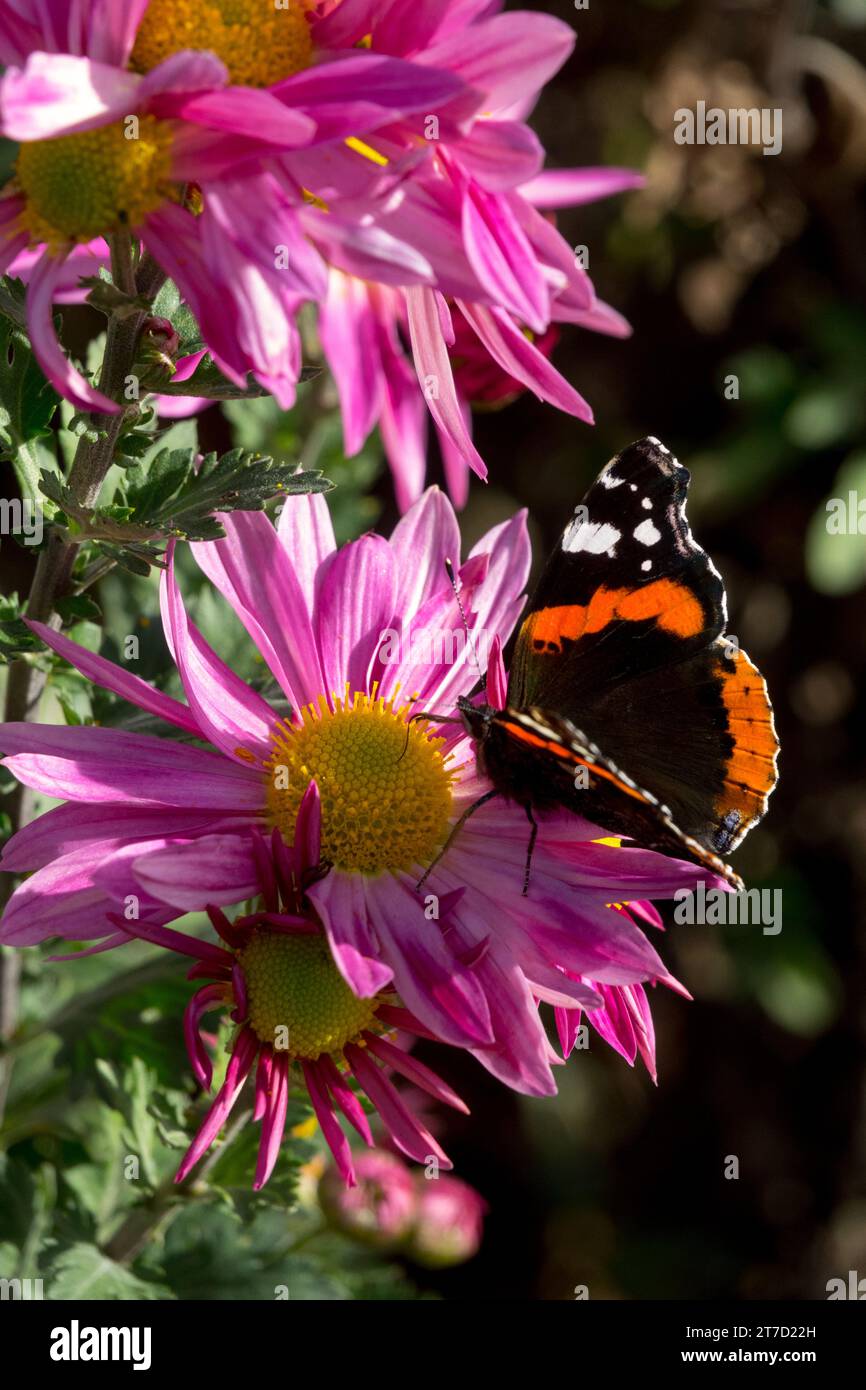 October, Butterfly on Flower, Garden, Red Admiral butterfly in  Mum, Vanessa atalanta, Autumn, Insect Stock Photo