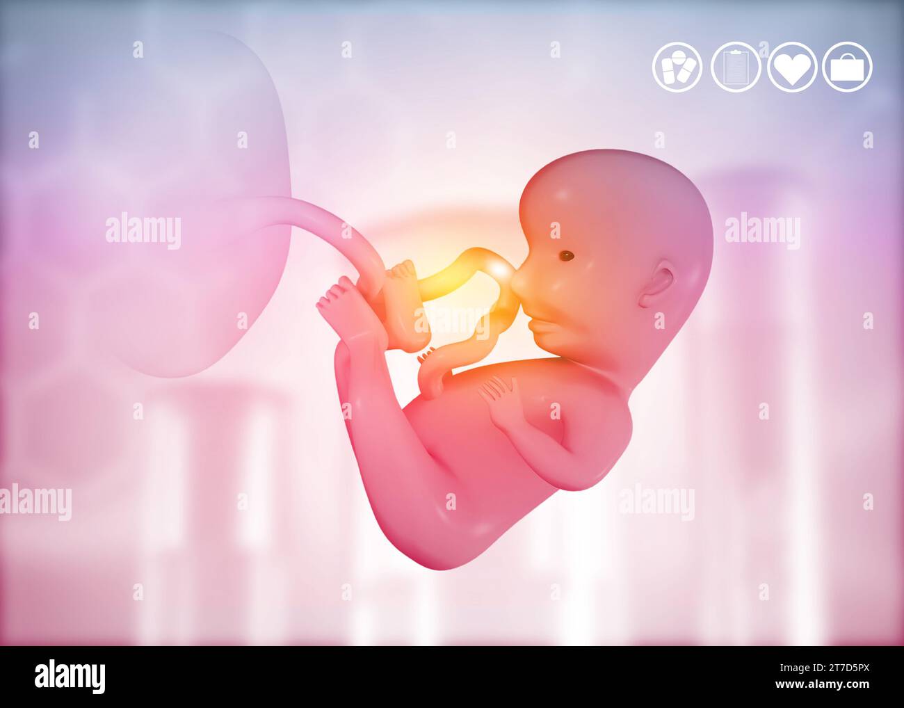 Fetus anatomy on medical background. 3d illustration Stock Photo Biology Diagrams