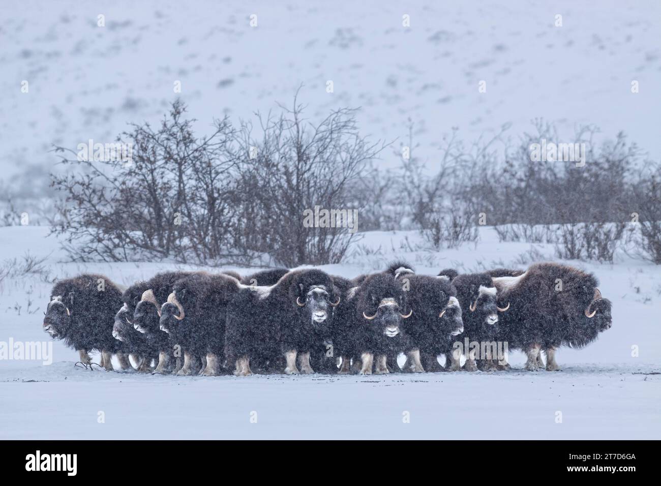 Musk oxen, herd, Ovibos moschatus, Dalton Highway, Alaska, USA, Winter Stock Photo