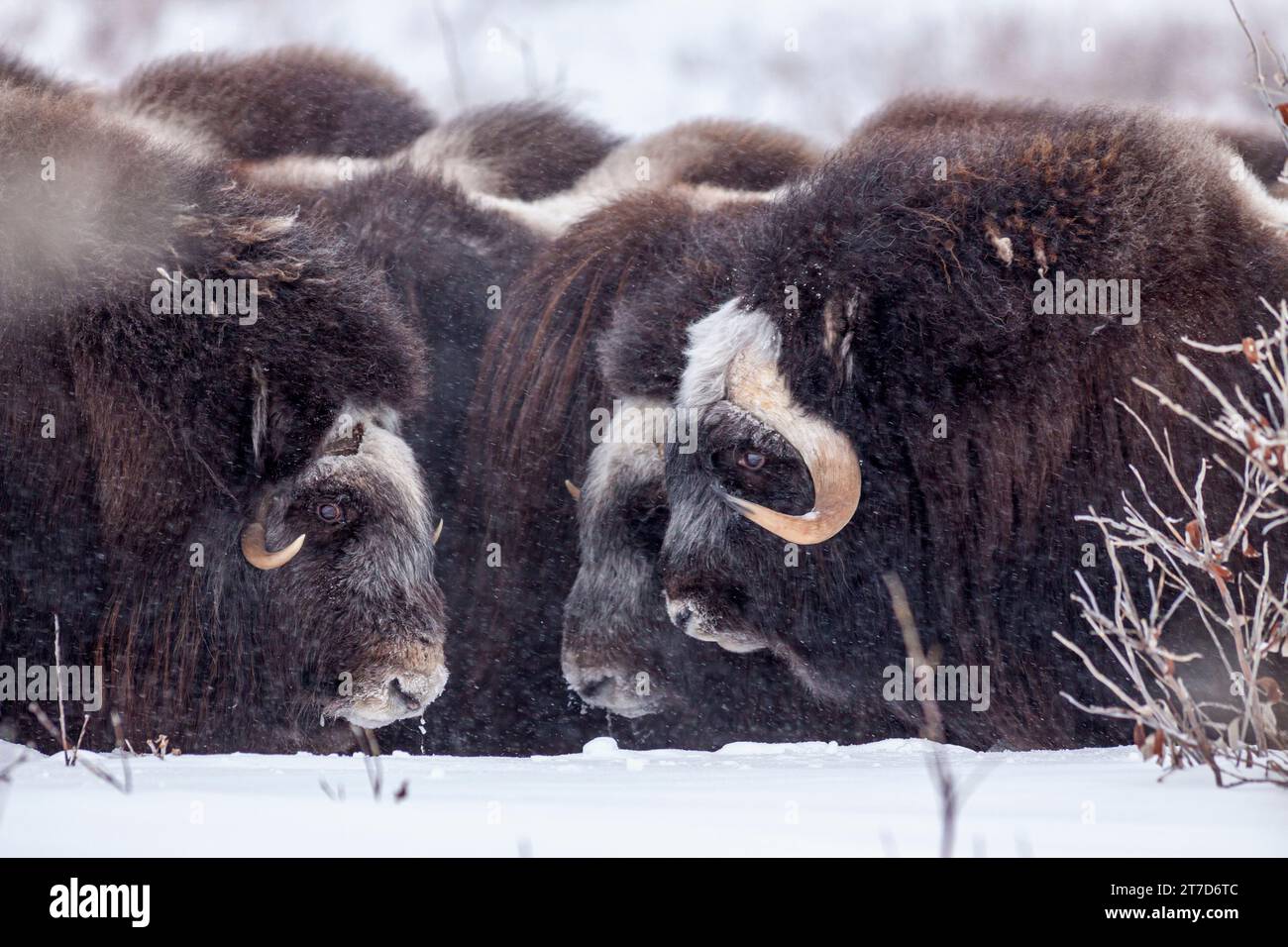Musk oxen, herd, Ovibos moschatus, Dalton Highway, Alaska, USA, Winter Stock Photo