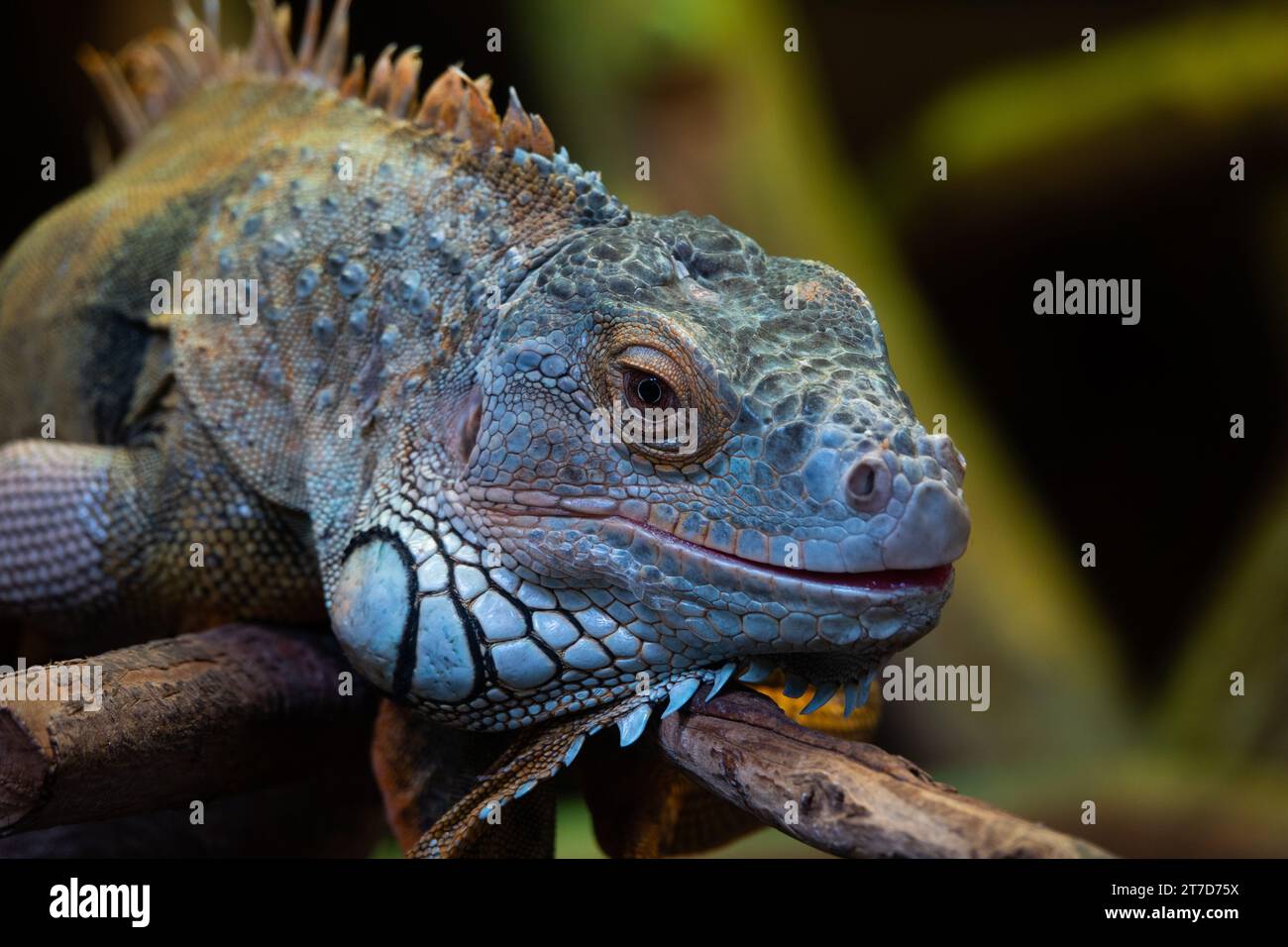 green iguana sitting on a tree branch Stock Photo