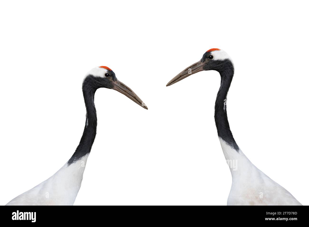 two red crowned crane isolated on white background Stock Photo - Alamy