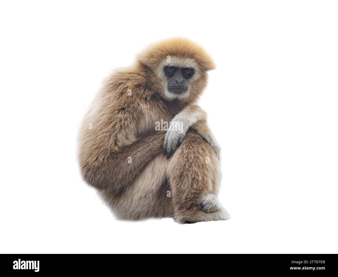 lar gibbon isolated on white background Stock Photo