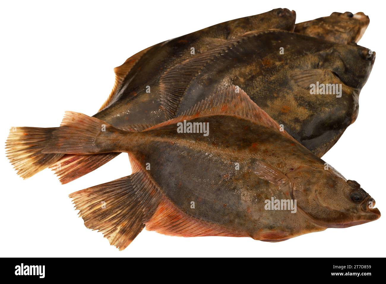 Flatfish caught from sea closeup and isolated Stock Photo