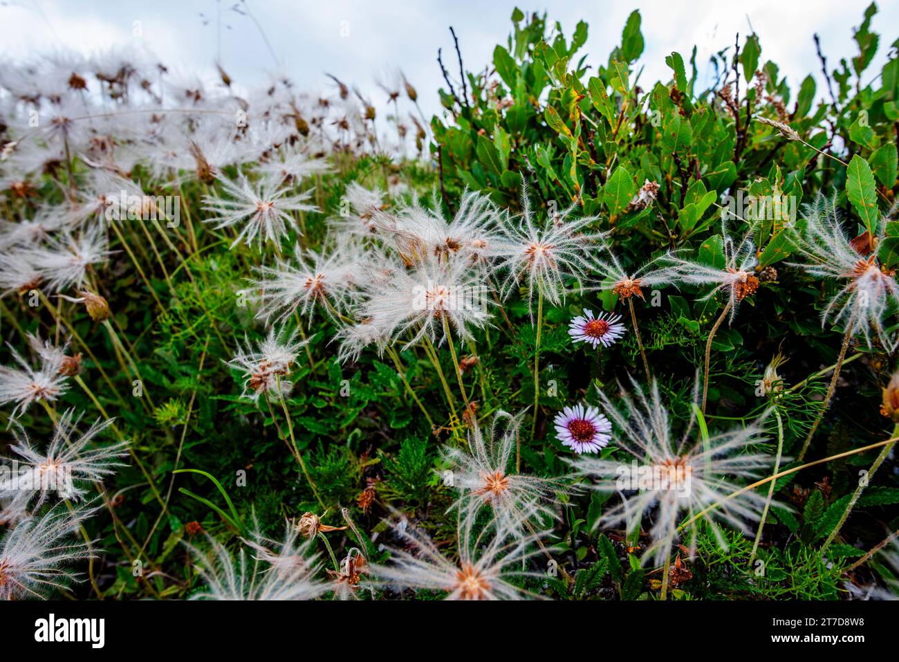 close up of Dryas octopetala on Mount Ortigara on the Asiago plateau Vicenza Veneto Italy Stock Photo