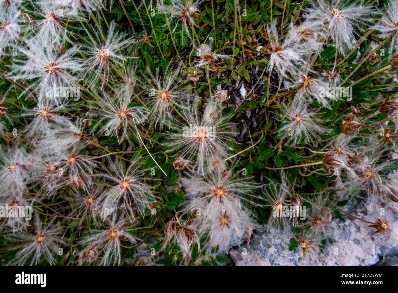 close up of Dryas octopetala on Mount Ortigara on the Asiago plateau Vicenza Veneto Italy Stock Photo
