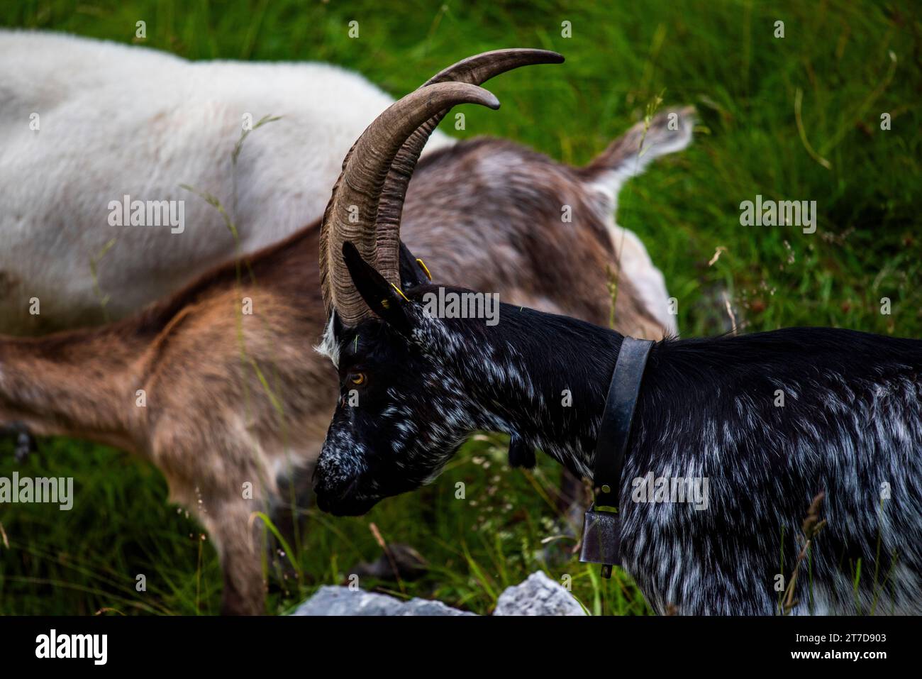 close up of goat grazing on a summer day grazing goats on Mount Ortigara on the Asiago plateau Vicenza Veneto Italy Stock Photo