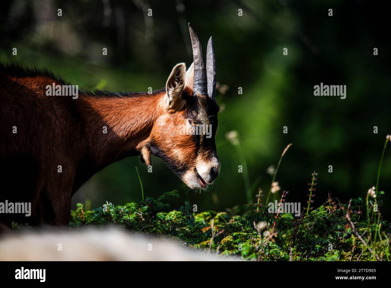 close up of goat grazing on a summer day grazing goats on Mount Ortigara on the Asiago plateau Vicenza Veneto Italy Stock Photo