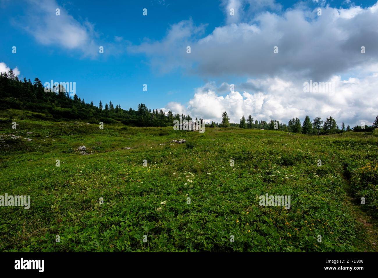 alpine refuge at Mount Ortigara, theater of the First World War, among green fields and grazing meadows on the atypical Asiago plateau Vicenza Veneto Stock Photo