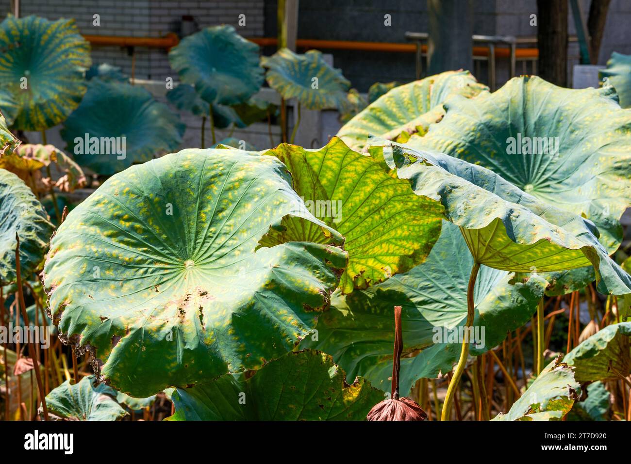 A revived pond lotus leaf in a classical garden in spring Stock Photo ...