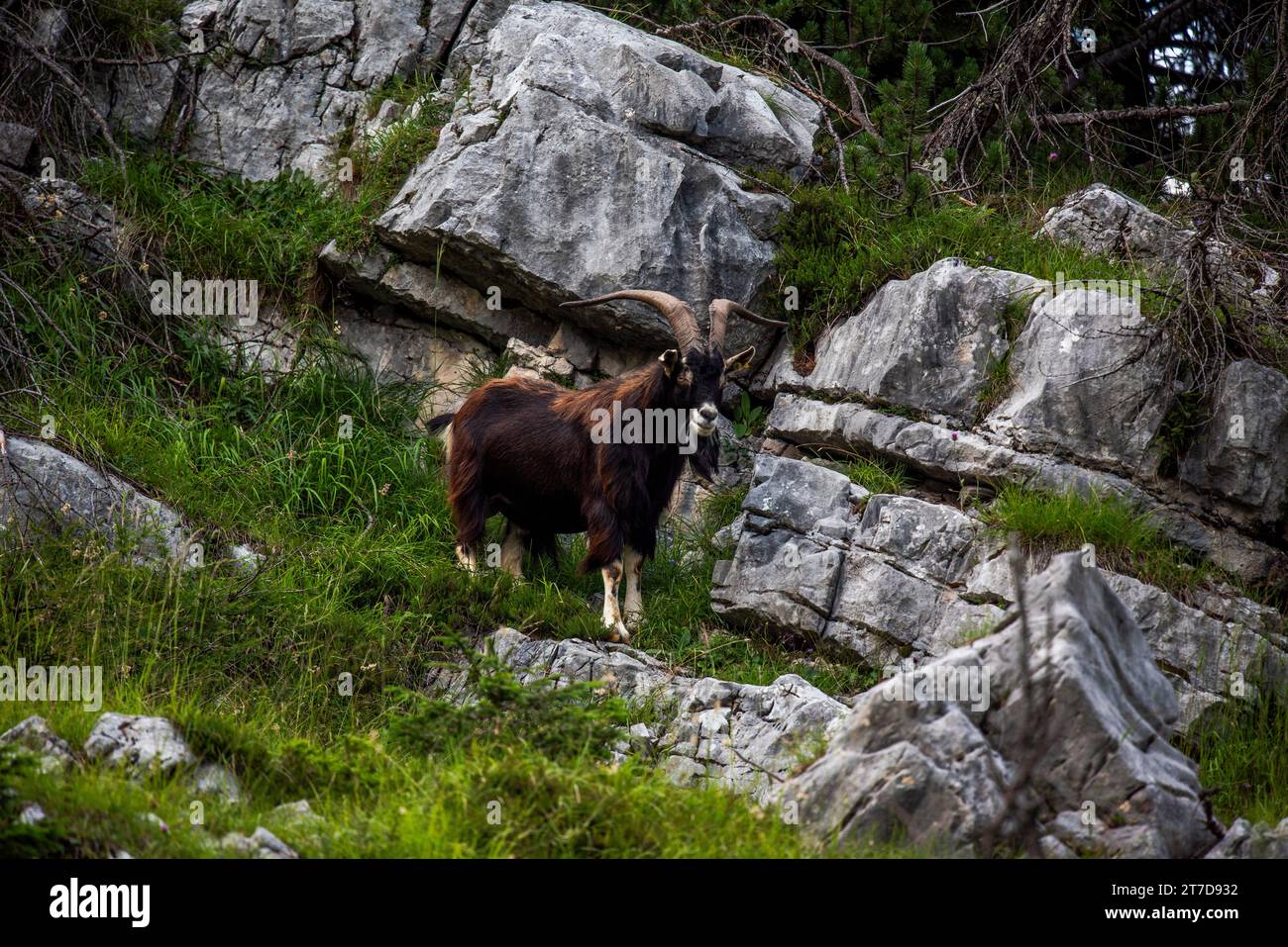 close up of goat grazing on a summer day grazing goats on Mount Ortigara on the Asiago plateau Vicenza Veneto Italy Stock Photo
