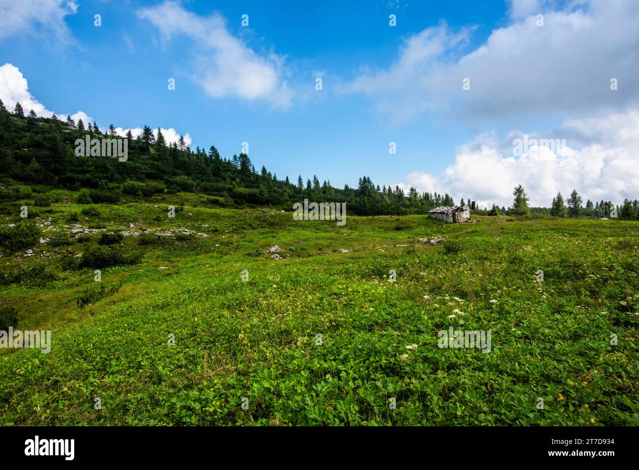alpine refuge at Mount Ortigara, theater of the First World War, among green fields and grazing meadows on the atypical Asiago plateau Vicenza Veneto Stock Photo