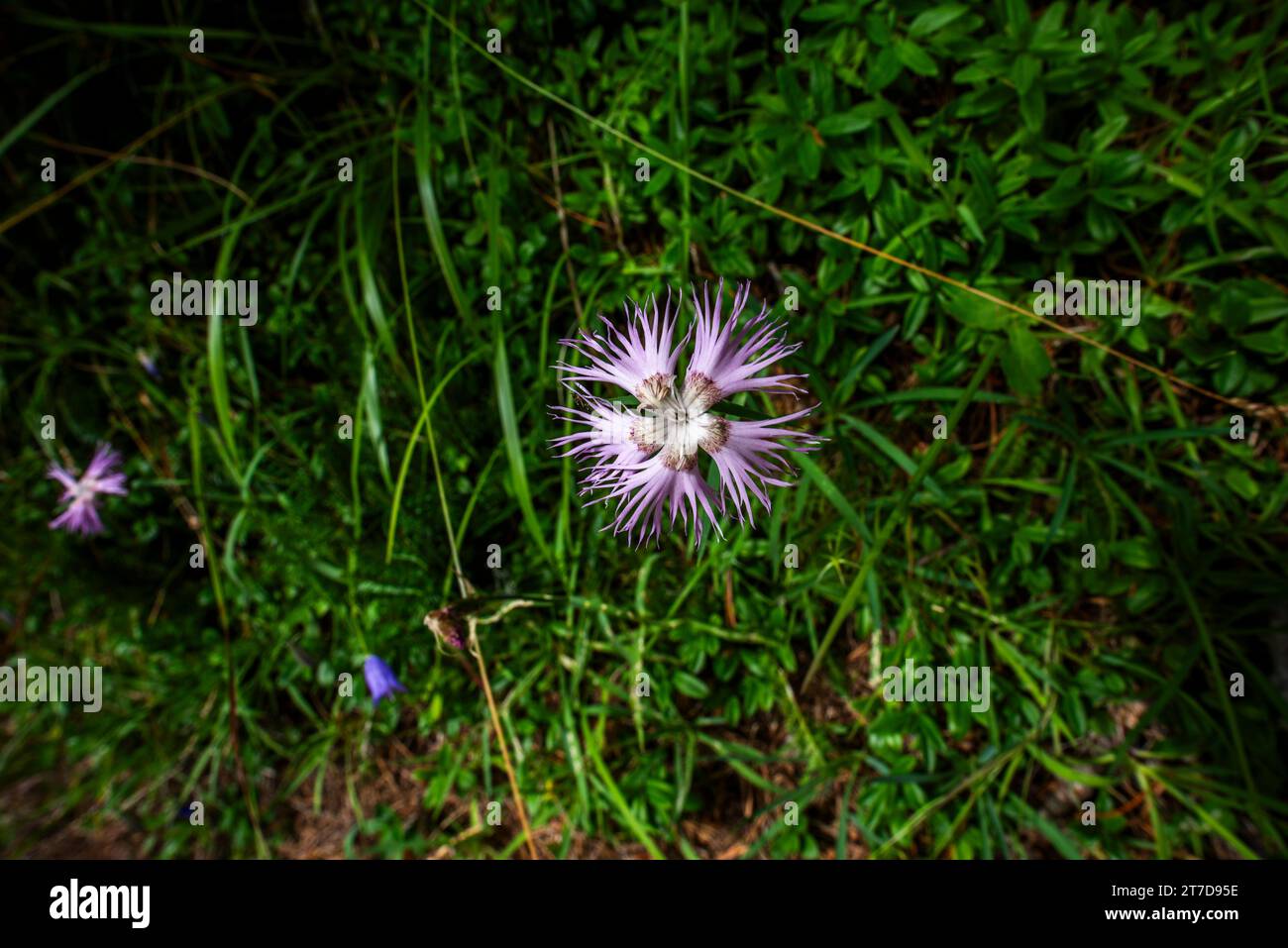 close up of Dianthus hyssopifolius on Mount Ortigara on the Asiago plateau Vicenza Veneto Italy Stock Photo