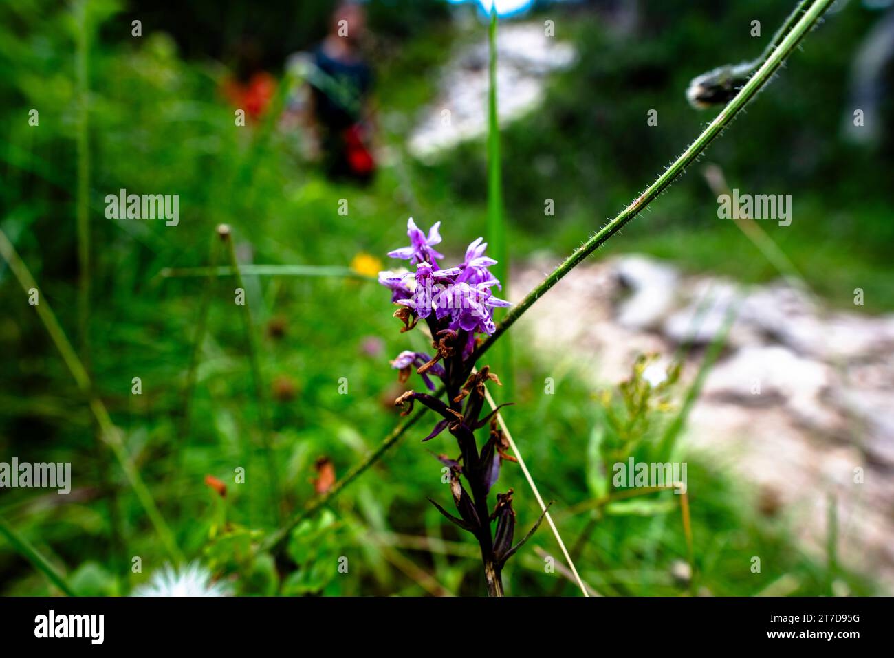 close up of Dactylorhiza majalis on Mount Ortigara on the Asiago plateau Vicenza Veneto Italy Stock Photo