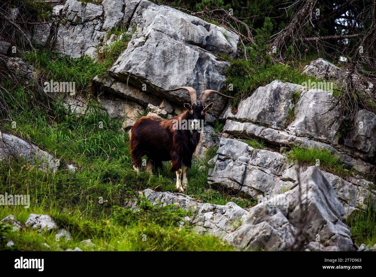 close up of goat grazing on a summer day grazing goats on Mount Ortigara on the Asiago plateau Vicenza Veneto Italy Stock Photo