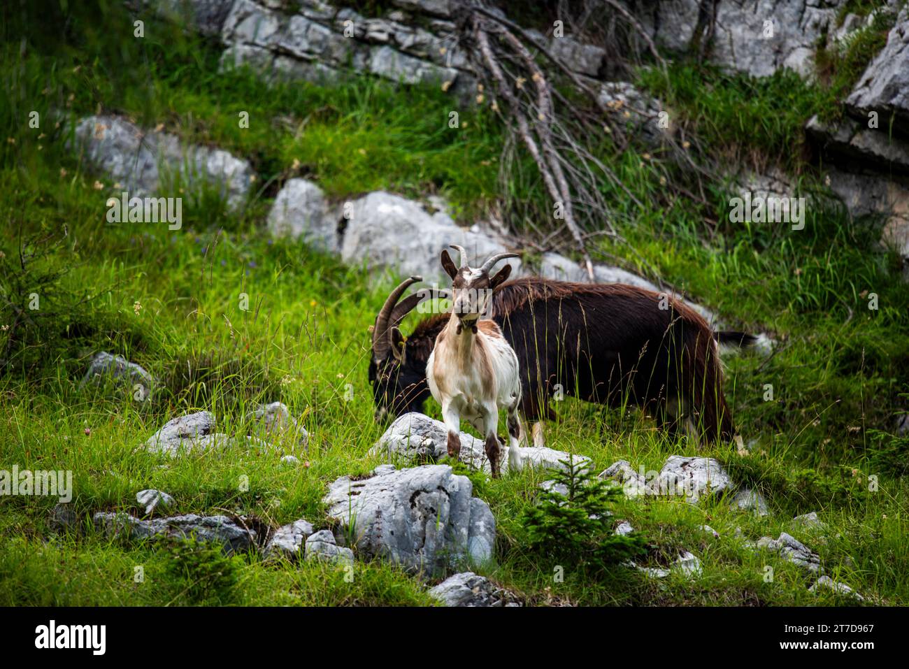 close up of goat grazing on a summer day grazing goats on Mount Ortigara on the Asiago plateau Vicenza Veneto Italy Stock Photo