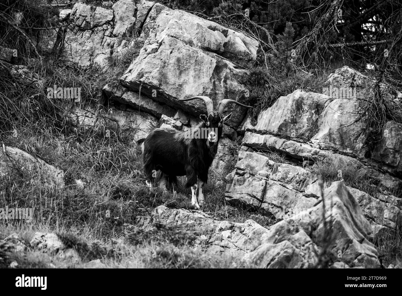 close up of goat grazing on a summer day grazing goats on Mount Ortigara on the Asiago plateau Vicenza Veneto Italy Stock Photo