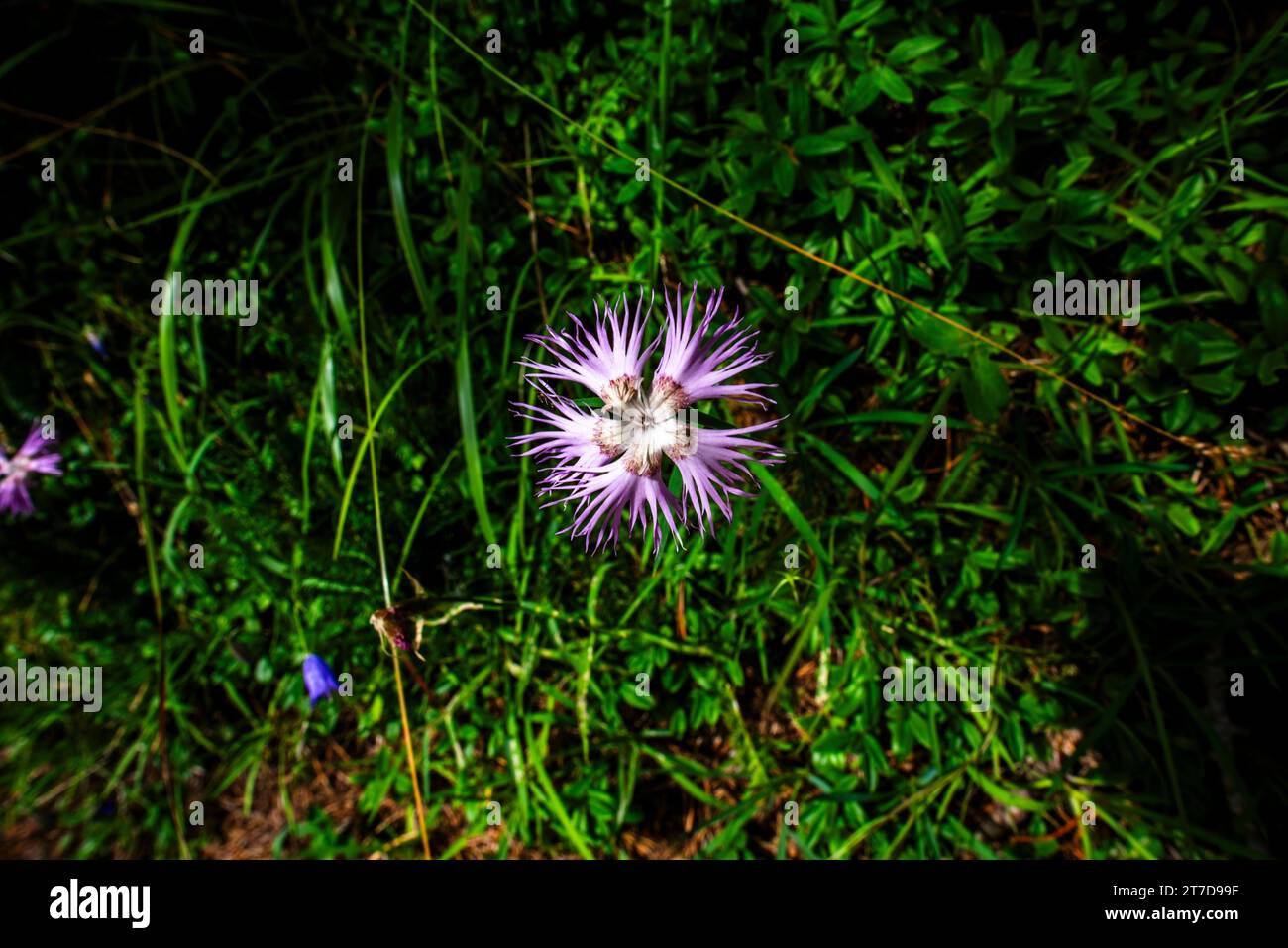 close up of Dianthus hyssopifolius on Mount Ortigara on the Asiago plateau Vicenza Veneto Italy Stock Photo