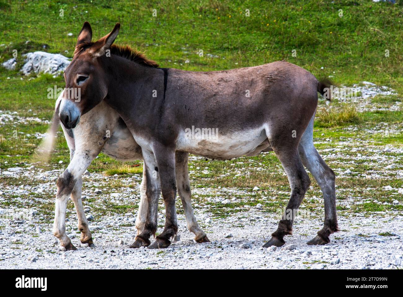 donkey with flock of sheep close up of donkey on Mount Ortigara on the Asiago plateau Vicenza Veneto Italy Stock Photo