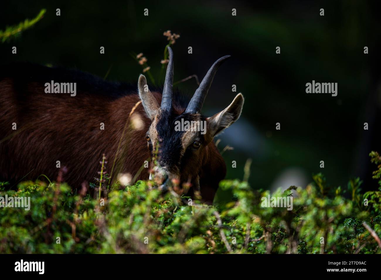 close up of goat grazing on a summer day grazing goats on Mount Ortigara on the Asiago plateau Vicenza Veneto Italy Stock Photo