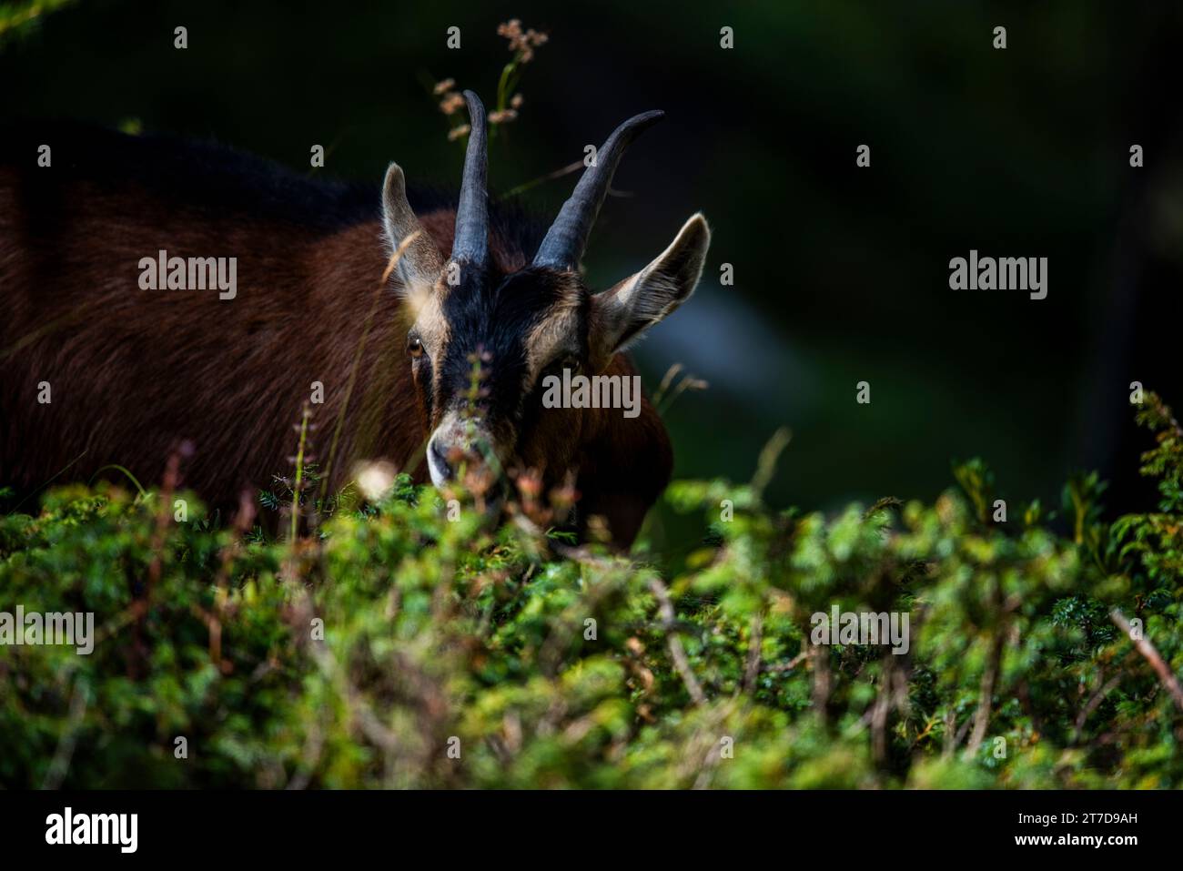 close up of goat grazing on a summer day grazing goats on Mount Ortigara on the Asiago plateau Vicenza Veneto Italy Stock Photo