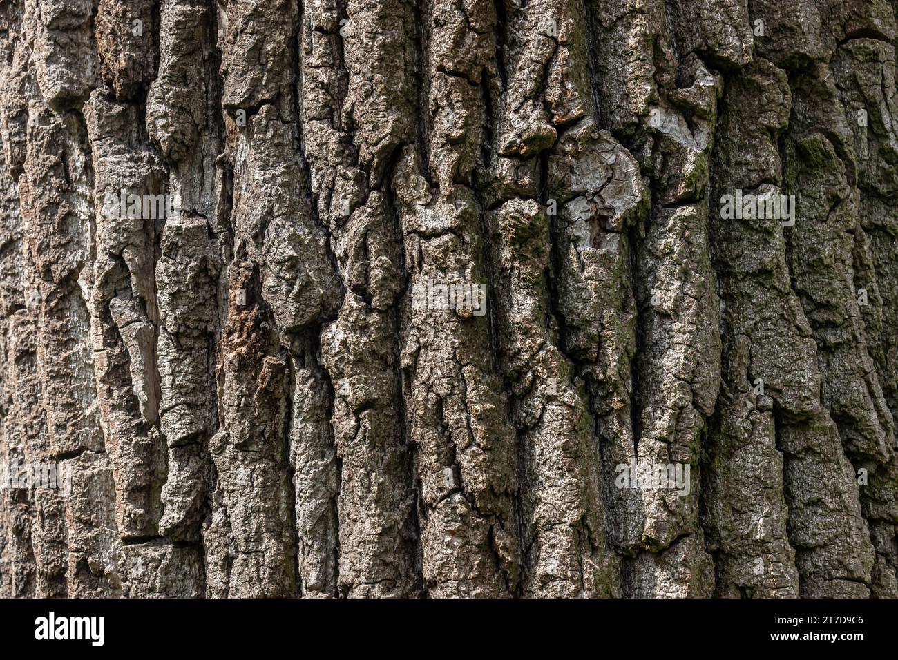 Old Wood Tree Texture Background Pattern Stock Photo - Alamy