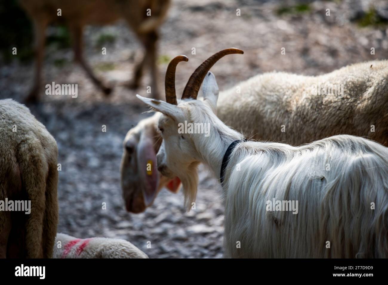 close up of goat grazing on a summer day grazing goats on Mount Ortigara on the Asiago plateau Vicenza Veneto Italy Stock Photo