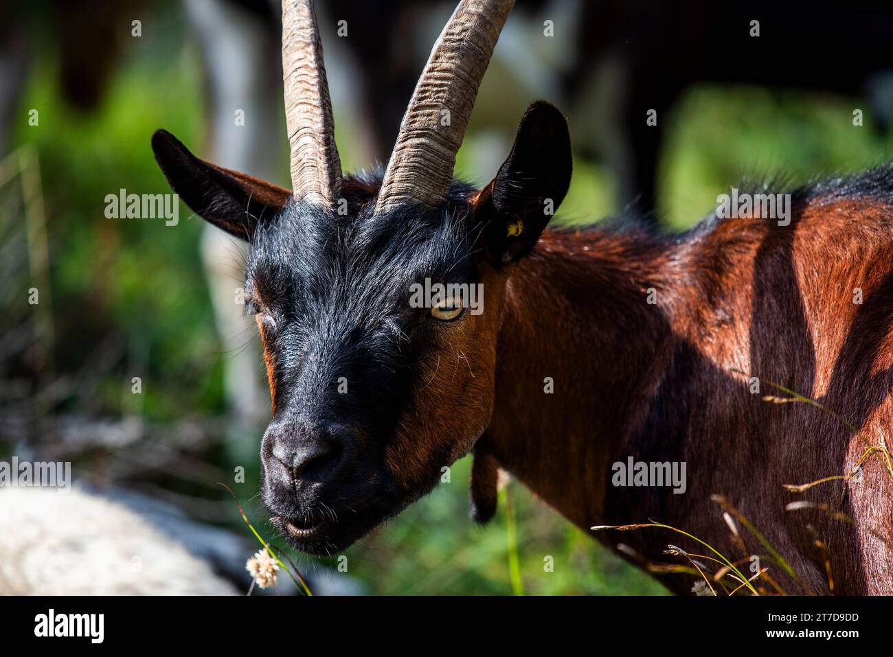 close up of goat grazing on a summer day grazing goats on Mount Ortigara on the Asiago plateau Vicenza Veneto Italy Stock Photo