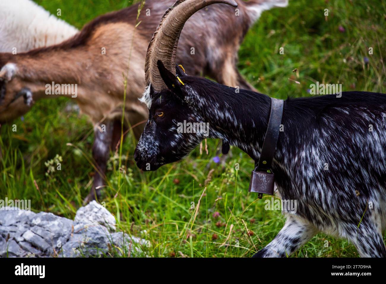 close up of goat grazing on a summer day grazing goats on Mount Ortigara on the Asiago plateau Vicenza Veneto Italy Stock Photo