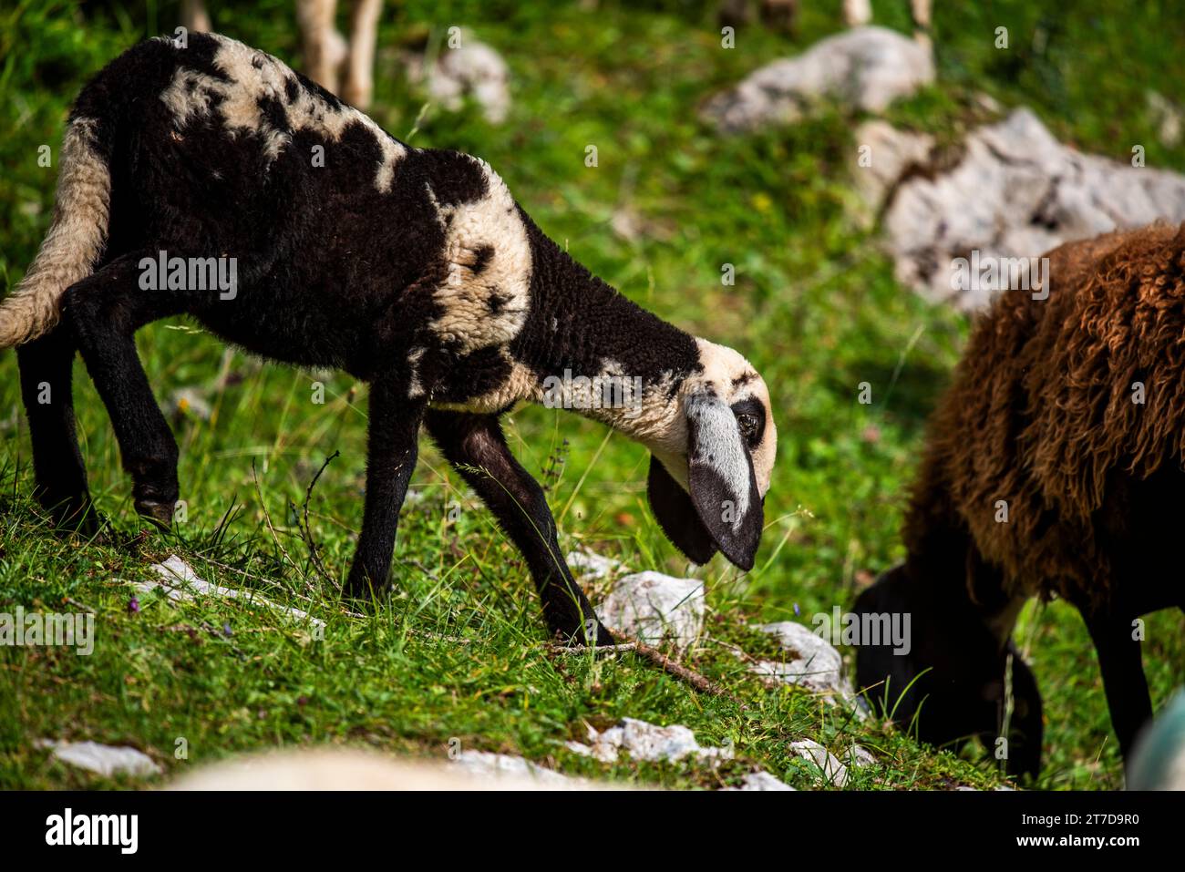 close up of sheep grazing on a summer day grazing sheep on Mount Ortigara on the Asiago plateau Vicenza Veneto Italy Stock Photo
