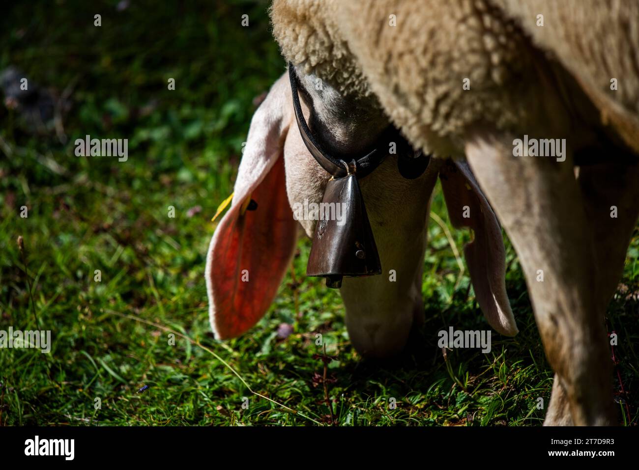 close up of sheep grazing on a summer day grazing sheep on Mount Ortigara on the Asiago plateau Vicenza Veneto Italy Stock Photo