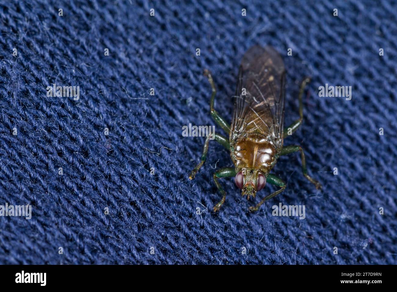 Bird louse fly (Ornithomyia) Stock Photo