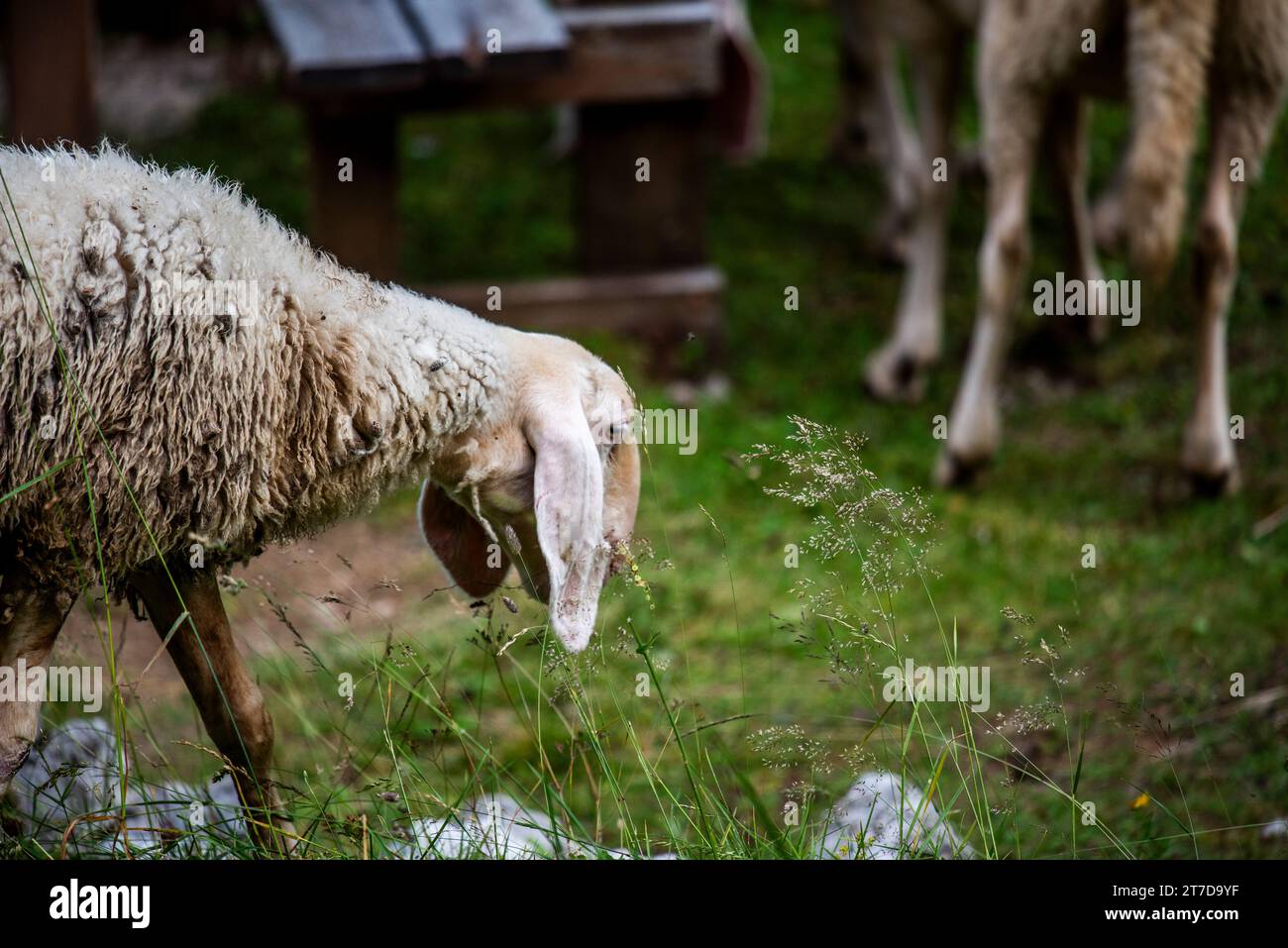 close up of sheep grazing on a summer day grazing sheep on Mount Ortigara on the Asiago plateau Vicenza Veneto Italy Stock Photo
