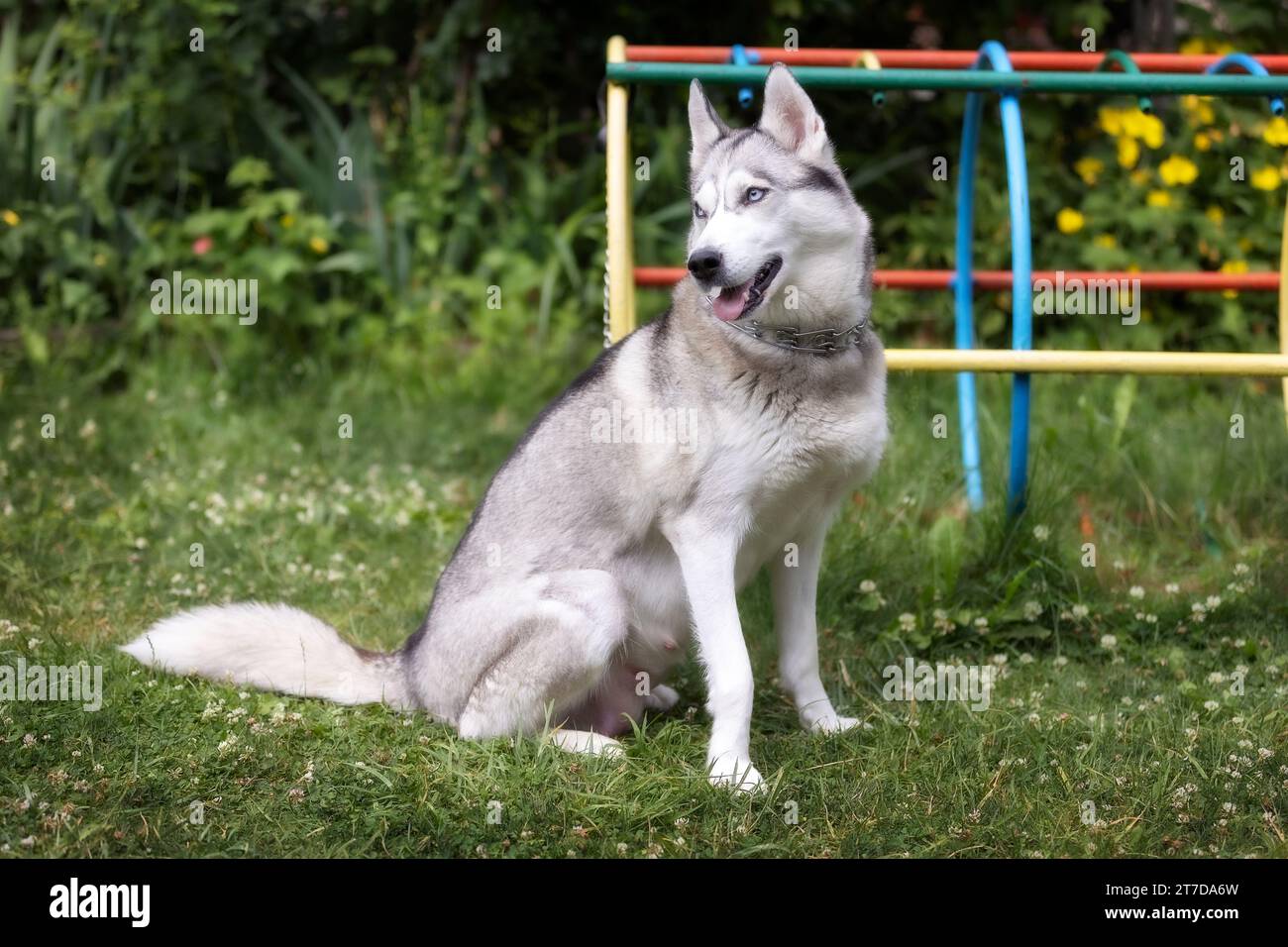 Sled dog husky sits hi-res stock photography and images - Alamy