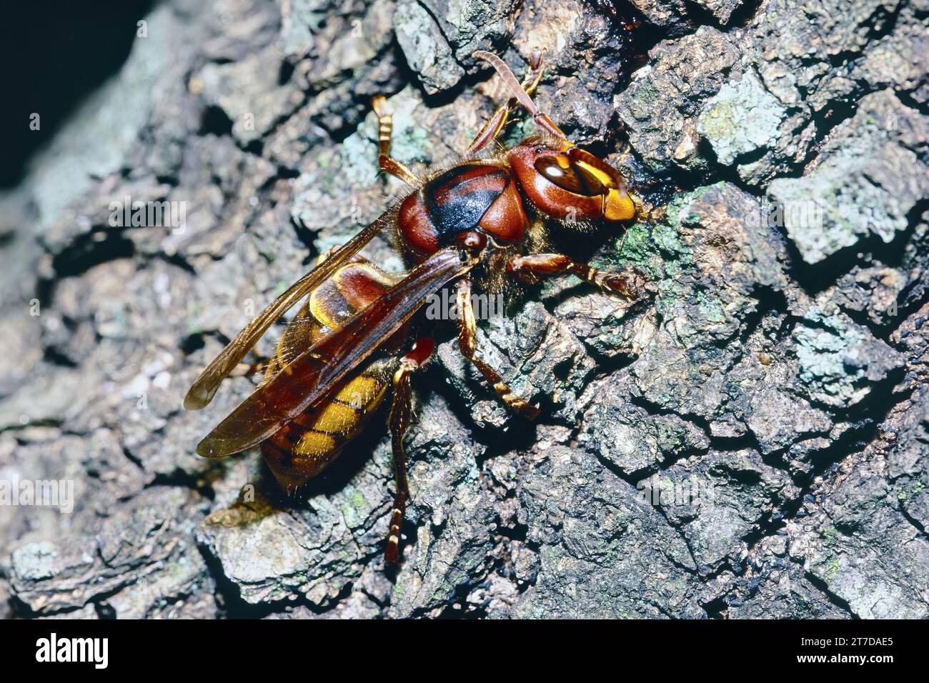 European hornet feeds on the sap of domestic pine, Vespa crabro, Vespidae Stock Photo