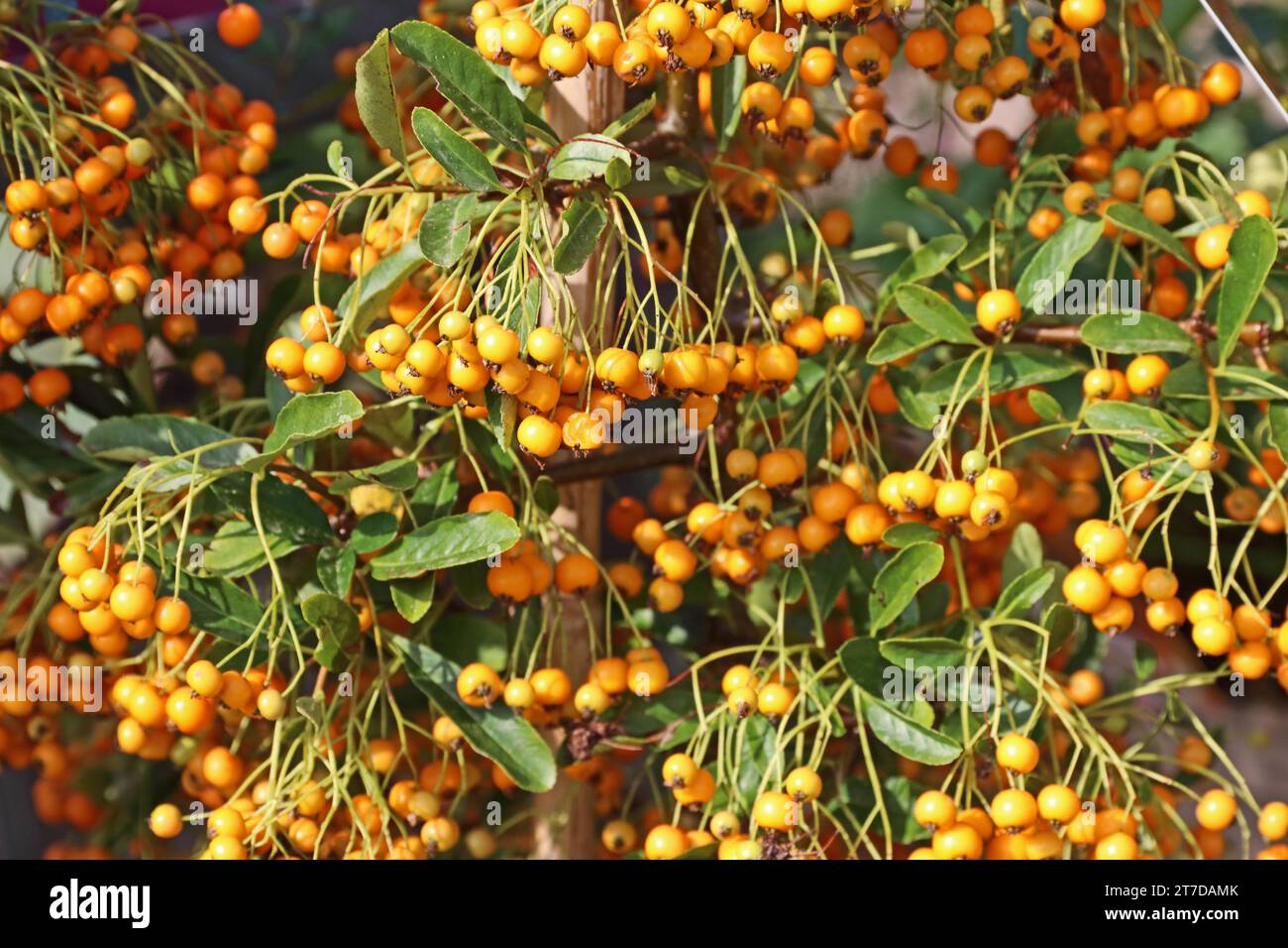 Berries on Pyracanthus 'Orange Glow' Stock Photo