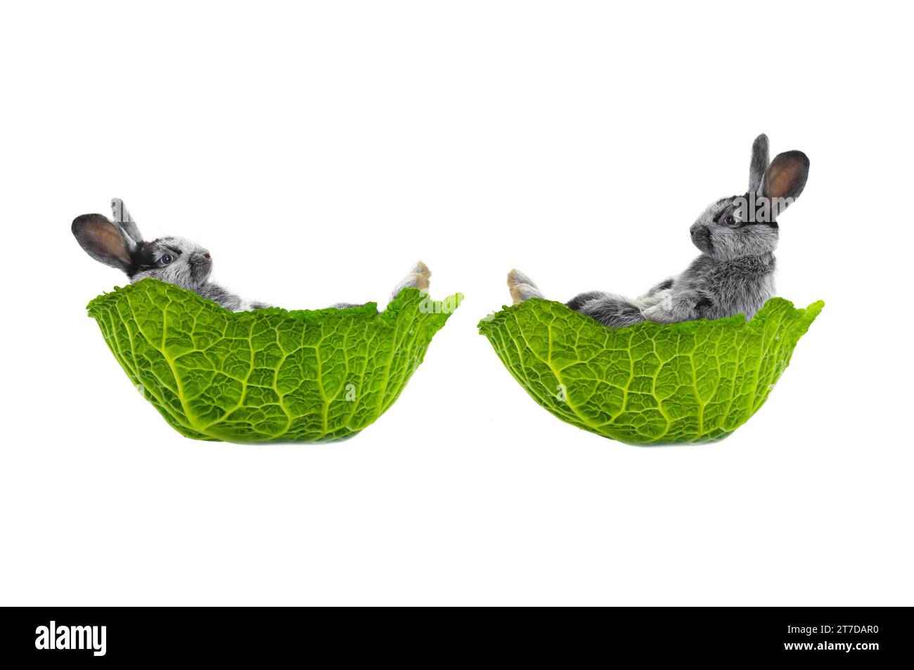 two rabbit lies in a cabbage leaf isolated on a white background Stock Photo