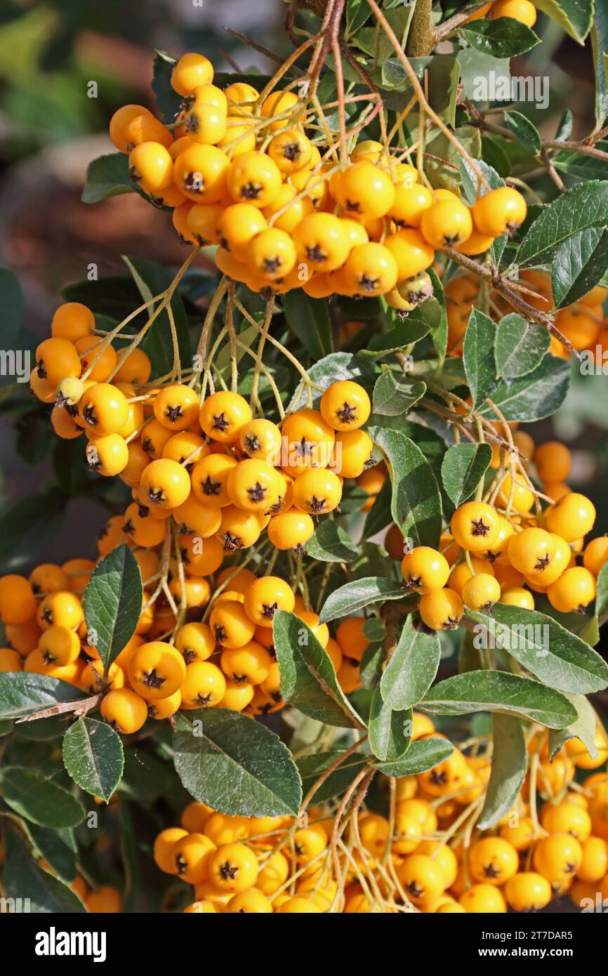 Berries on Pyracanthus 'Soleil d'Or' Stock Photo