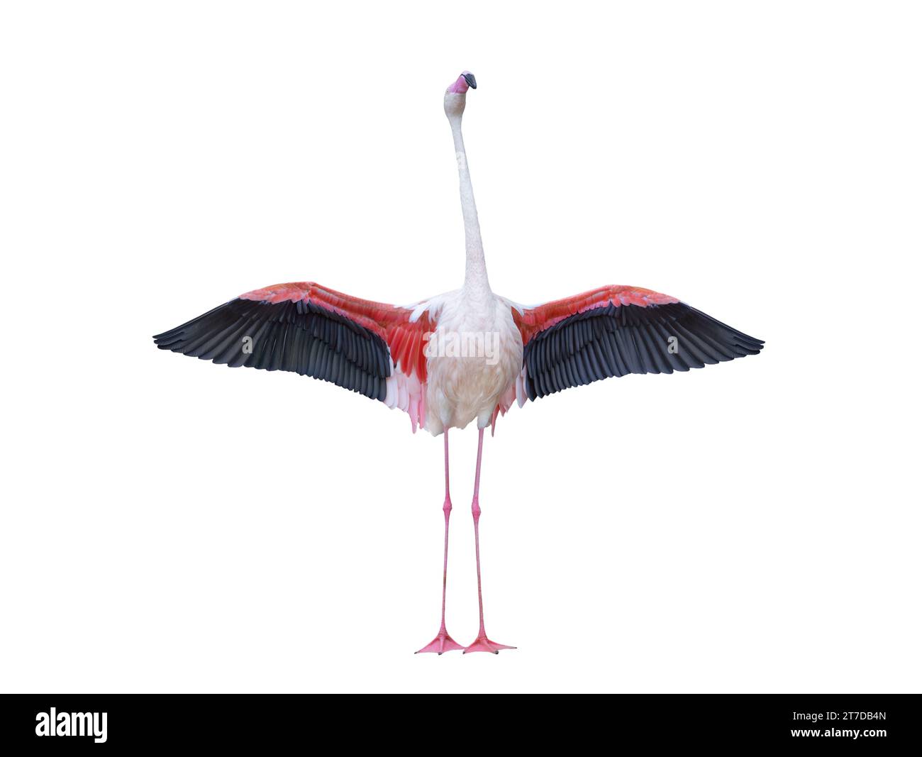 Pink flamingo with spread wings isolated on white background Stock ...