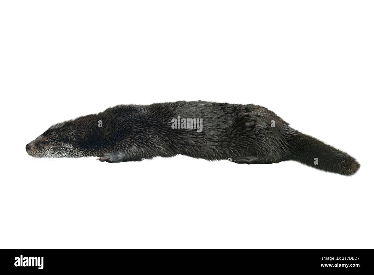 otter isolated on white background Stock Photo